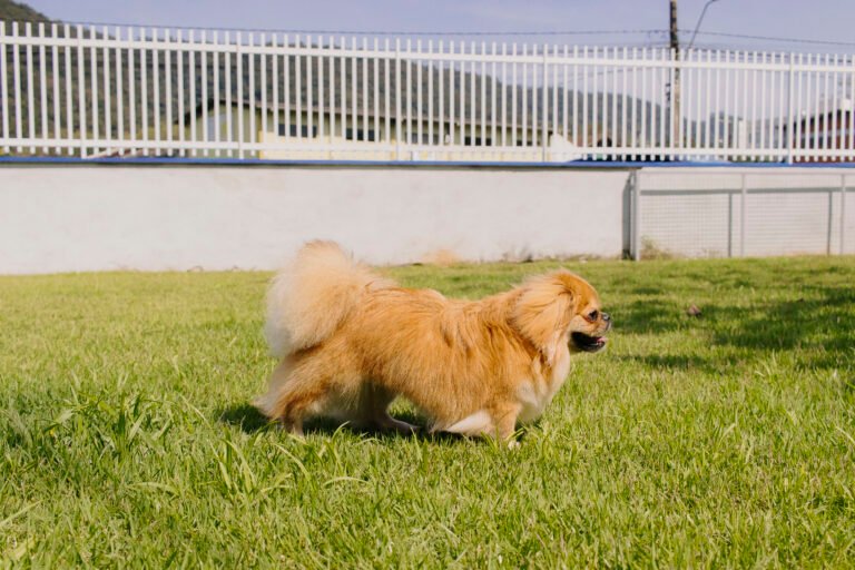 Fiel, o mascote da clínica.