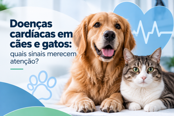 Cão e gato em conteúdo sobre sinais de doenças cardíacas em pets