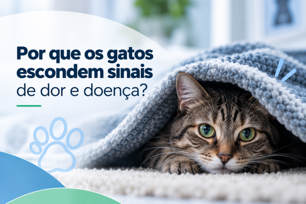 Gato representando sinais de dor e doença que podem passar despercebidos