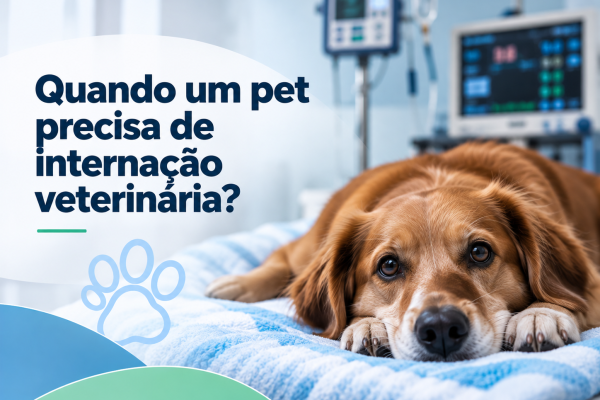 Pet em cuidados veterinários durante internação